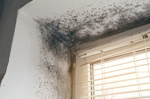 Affordable Mold Remediation solutions in Broad Top, PA