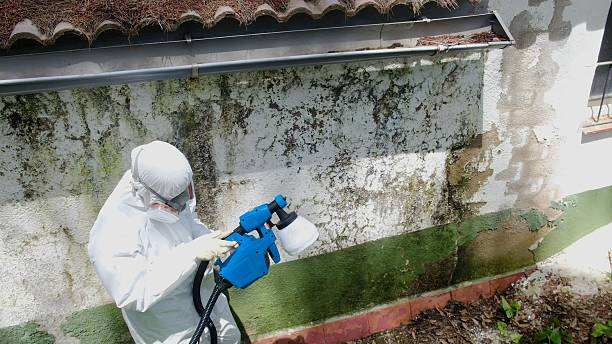 Top rated local Mold Remediation specialists in Broad Top, PA